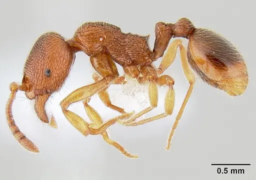 Stenamma dyscheres - CASENT0106023