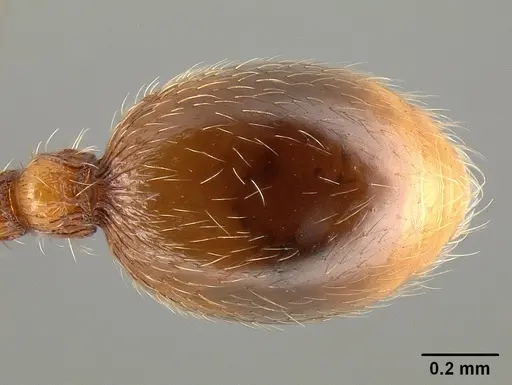 Stenamma dyscheres - CASENT0126073