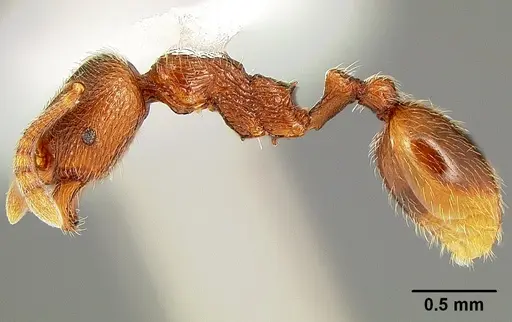 Stenamma dyscheres - CASENT0126073