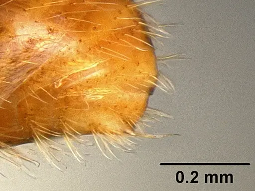 Stenamma dyscheres - CASENT0126074