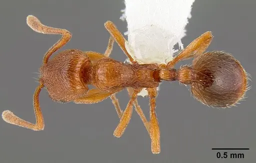 Stenamma dyscheres - CASENT0171182