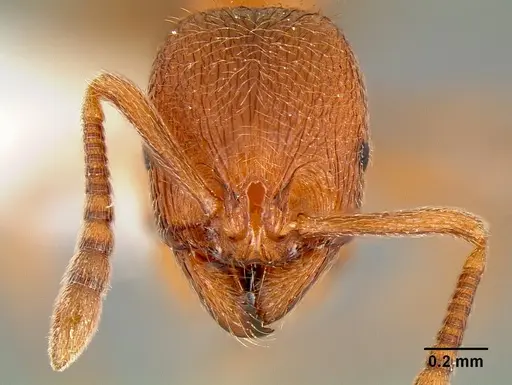 Stenamma dyscheres - CASENT0171182