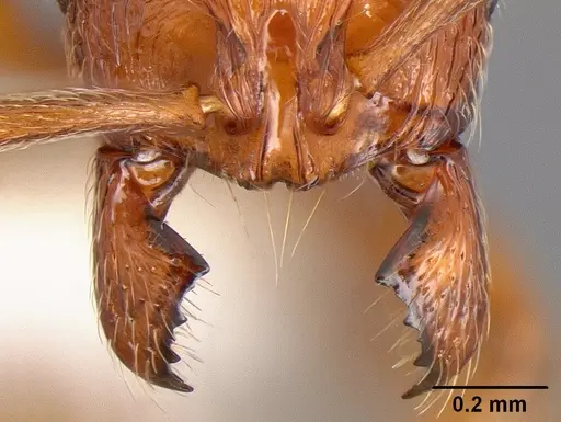 Stenamma dyscheres - CASENT0171182