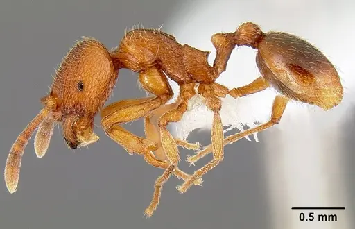 Stenamma dyscheres - CASENT0171182