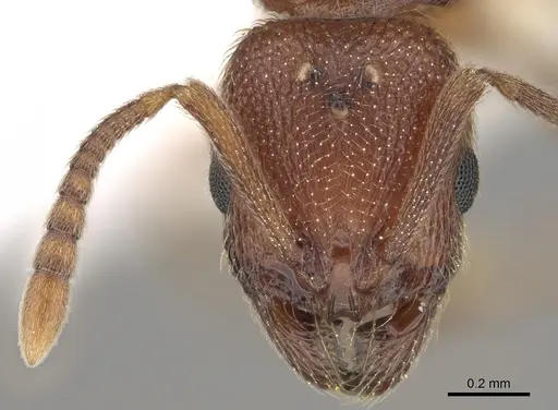 Stenamma dyscheres - CASENT0862154