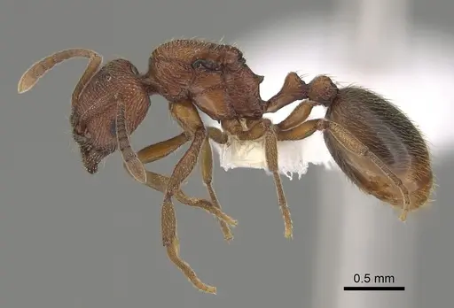 Stenamma dyscheres - CASENT0862154