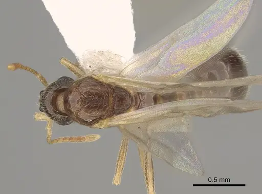 Stenamma dyscheres - CASENT0863115