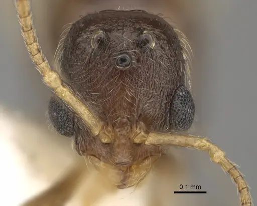 Stenamma dyscheres - CASENT0863115