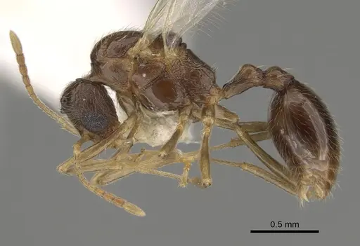 Stenamma dyscheres - CASENT0863115