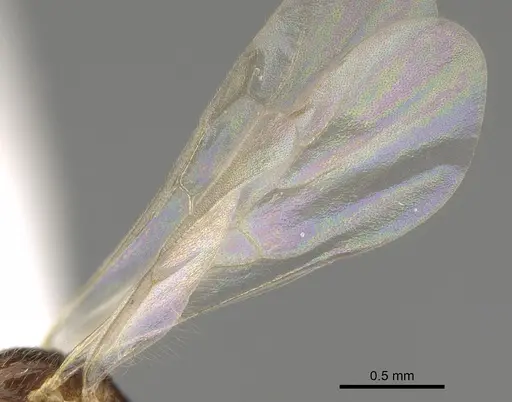 Stenamma dyscheres - CASENT0863115