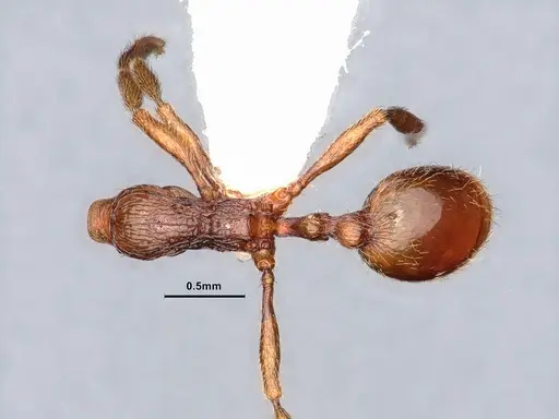 Stenamma dyscheres - CASENT0884240