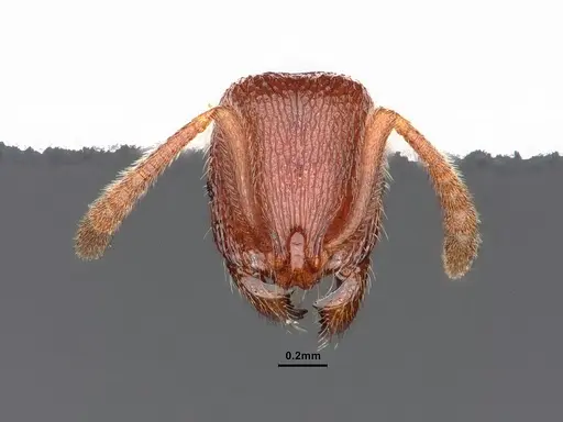 Stenamma dyscheres - CASENT0884240