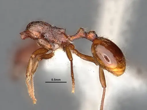 Stenamma dyscheres - CASENT0884240