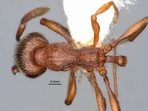 Stenamma dyscheres - CASENT0884244