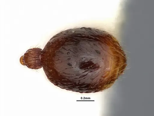 Stenamma dyscheres - CASENT0884244