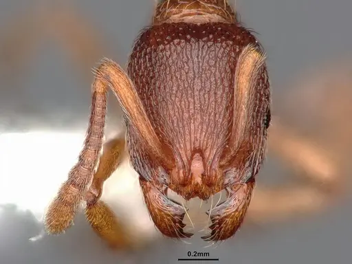 Stenamma dyscheres - CASENT0884244