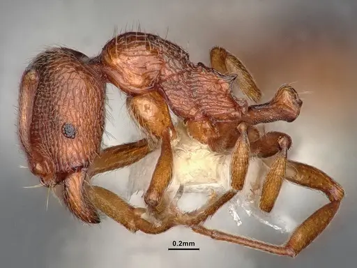 Stenamma dyscheres - CASENT0884244