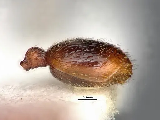 Stenamma dyscheres - CASENT0884244