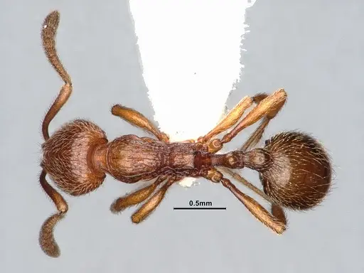 Stenamma dyscheres - CASENT4031376