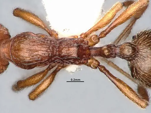 Stenamma dyscheres - CASENT4031376