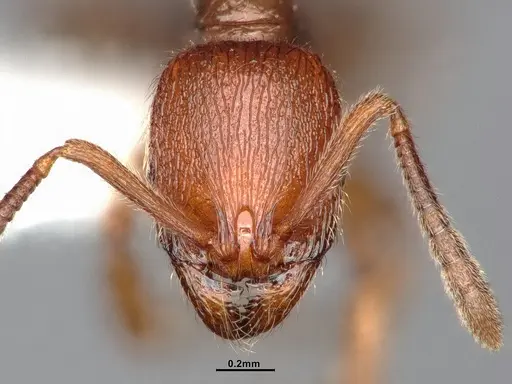 Stenamma dyscheres - CASENT4031376