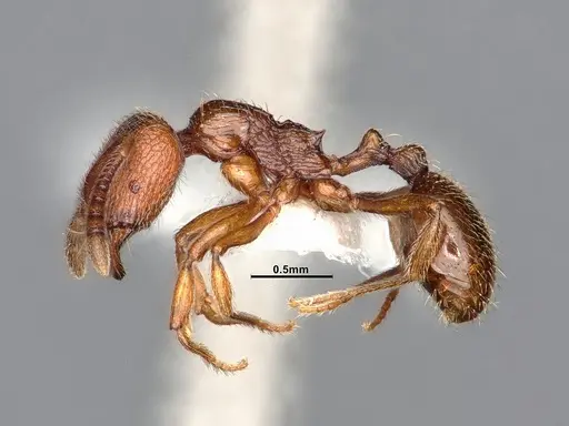 Stenamma dyscheres - CASENT4031376