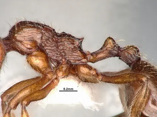 Stenamma dyscheres - CASENT4031376