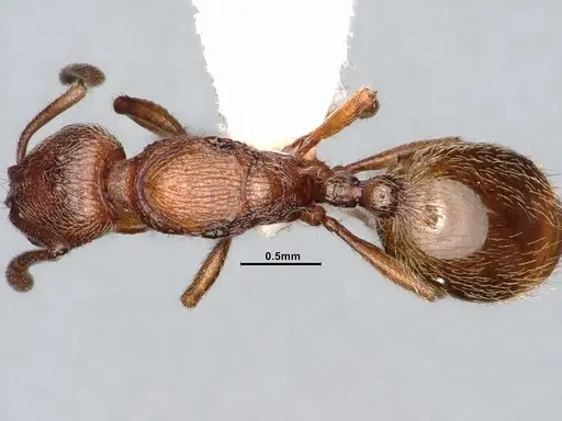 Stenamma dyscheres - CASENT4031378