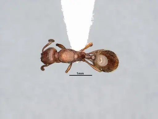 Stenamma dyscheres - CASENT4031378