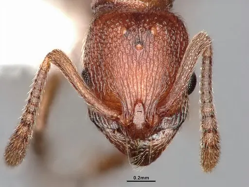 Stenamma dyscheres - CASENT4031378