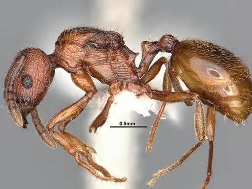 Stenamma dyscheres - CASENT4031378