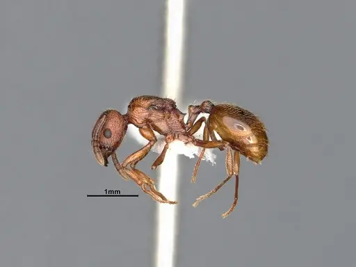 Stenamma dyscheres - CASENT4031378