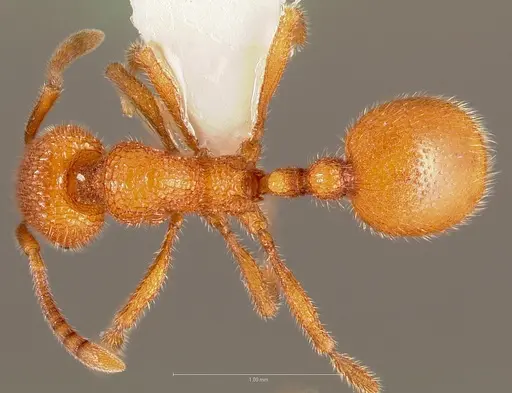 Stenamma exasperatum specimen