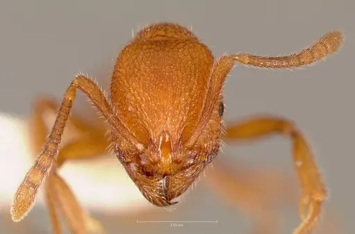 Stenamma exasperatum specimen