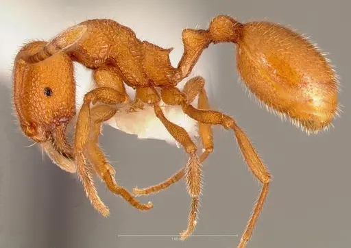 Stenamma exasperatum specimen