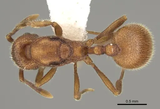 Stenamma exasperatum - CASENT0863116