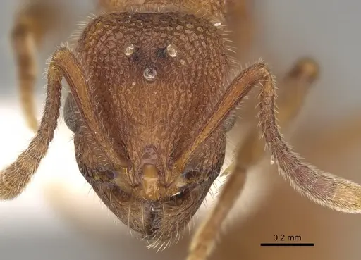 Stenamma exasperatum - CASENT0863116