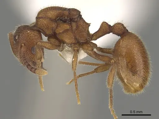 Stenamma exasperatum - CASENT0863116