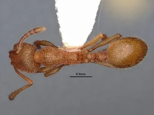 Stenamma exasperatum - CASENT0884233