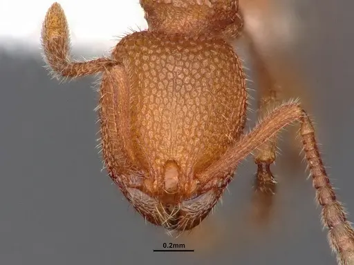 Stenamma exasperatum - CASENT0884233