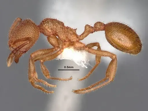 Stenamma exasperatum - CASENT0884233