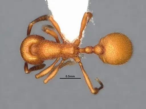 Stenamma exasperatum - CASENT4032366