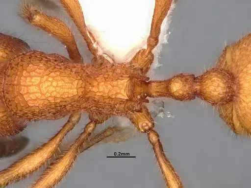 Stenamma exasperatum - CASENT4032366