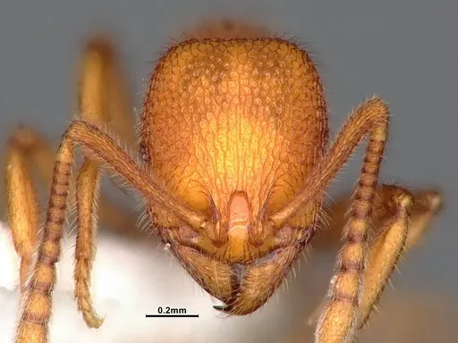 Stenamma exasperatum - CASENT4032366