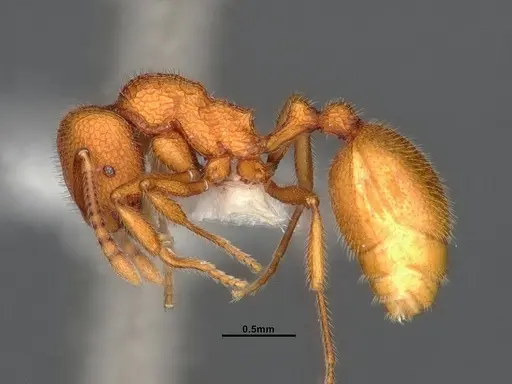 Stenamma exasperatum - CASENT4032366