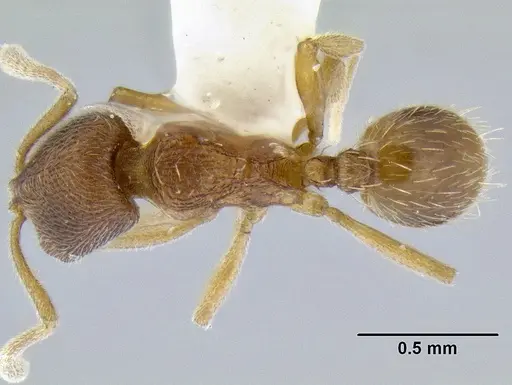 Stenamma excisum specimen