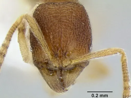 Stenamma excisum specimen