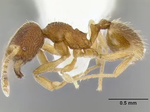 Stenamma excisum specimen