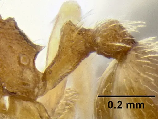 Stenamma excisum - CASENT0126237