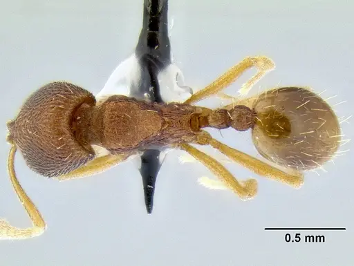 Stenamma excisum - CASENT0126243